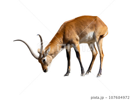 Cobe lechwe, species of antelope Cobe lechwe, species of antelope 107684972