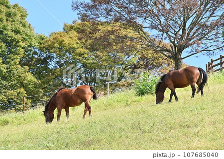 鞍ヶ池公園観光牧場 鞍ヶ池公園観光牧場 107685040