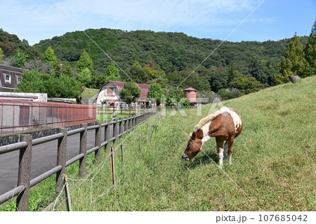 鞍ヶ池公園観光牧場 107685042