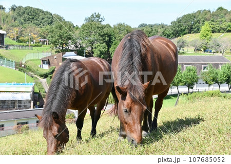 鞍ヶ池公園観光牧場 鞍ヶ池公園観光牧場 107685052