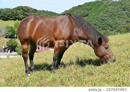 鞍ヶ池公園観光牧場 107685063