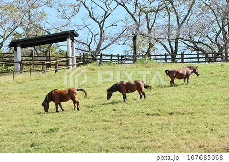 鞍ヶ池公園観光牧場 鞍ヶ池公園観光牧場 107685068