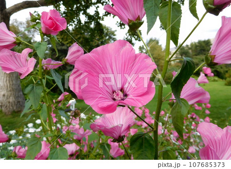 アイスランド　夏　アークレイリ　植物園　アメリカフヨウ 107685373