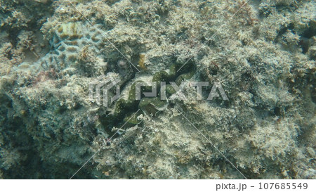 海の中に住む緑のヒメシャコガイ 海の中に住む緑のヒメシャコガイ 107685549