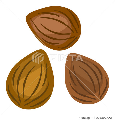 中国伝統の漢方薬の材料、杏仁のベクターイラスト。 107685728