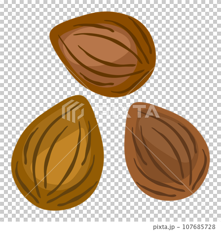 中国伝統の漢方薬の材料、杏仁のベクターイラスト。 107685728