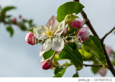 Flower buds, flowers and green young leaves on a branch of a blooming apple tree. Close-up of pink buds and blossoms of an apple tree on a blurred background in spring. Selective focus 107685911