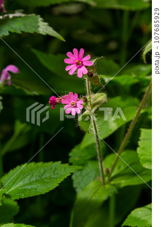 Silene dioica Melandrium rubrum, known as red campion and red catchfly, is a herbaceous flowering plant in the family Caryophyllaceae. Red campion Silene dioica Melandrium rubrum, known as red campion and red catchfly, is a herbaceous flowering plant in the family Caryophyllaceae. Red campion 107685929