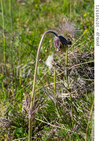 Pulsatilla pratensis, the small pasque flowe. Poisonous plant under nature protection Pulsatilla pratensis, the small pasque flowe. Poisonous plant under nature protection 107685971