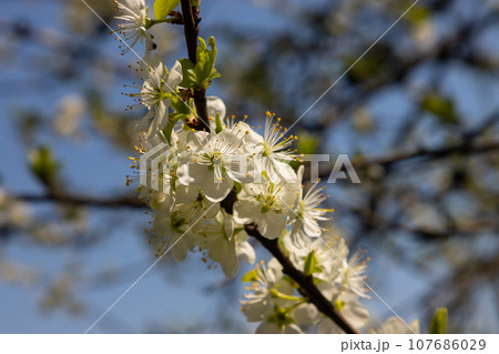 Selective focus of beautiful branches of plum blossoms on the tree under blue sky, Beautiful Sakura flowers during spring season in the park, Floral pattern texture, Nature background 107686029