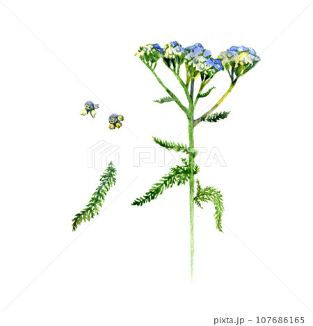 Hand-drawn watercolor botanical illustration of the yarrow. Milfoil drawing. 107686165