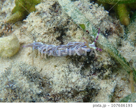 海の野中の砂地に生える海藻とムカデミノウミウミ 海の野中の砂地に生える海藻とムカデミノウミウミ 107686193