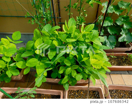 プランターでエダマメを栽培 107686342