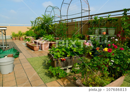 広々ルーフバルコニー　沢山の植物を育てよう　花や野菜でグリーンガーデン 107686813