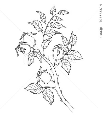 Rosehip branch. Hand drawn linear drawing of branch with seasonal rosehip fruit and leaves. Vector outline illustration 107686814