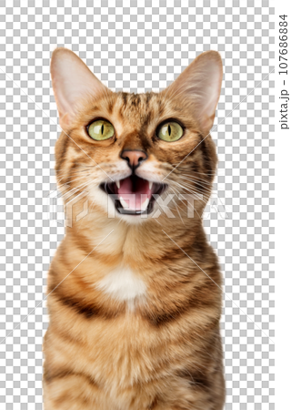 Funny portrait of a happy smiling bengal cat Funny portrait of a happy smiling bengal cat 107686884