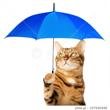 Red Bengal cat with a blue umbrella on a transparent background. 107686886