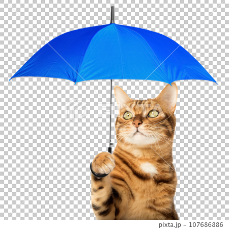 Red Bengal cat with a blue umbrella on a transparent background. 107686886