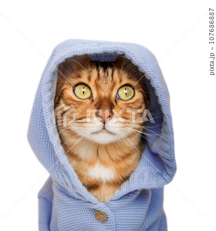 Red cat in a hood isolated on a transparent background. 107686887