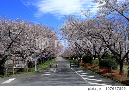 渡良瀬遊水地・藤岡渡良瀬運動公園の桜並木 107687896