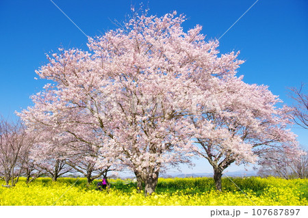 満開の桜と菜の花/栃木県小山市渡良瀬遊水地 満開の桜と菜の花/栃木県小山市渡良瀬遊水地 107687897