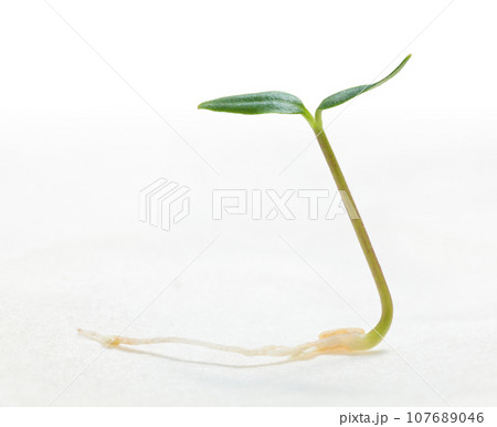 Sprout of pepper growing from seed 107689046