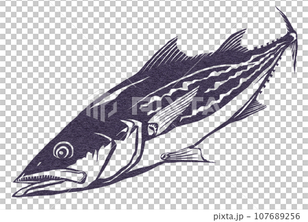 Illustration of black and white Spanish mackerel 107689256