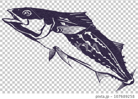 Illustration of Spanish mackerel Illustration of Spanish mackerel 107689258