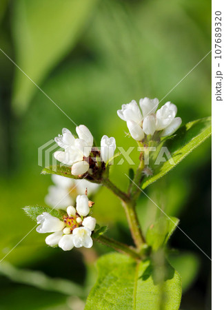 小さな金平糖のようなミゾソバの白い花アップ（マクロレンズ使用・ストロボ＋自然光・接写写真） 107689320