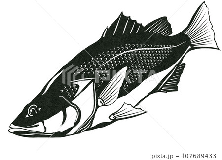スズキ魚の白黒イラスト 107689433