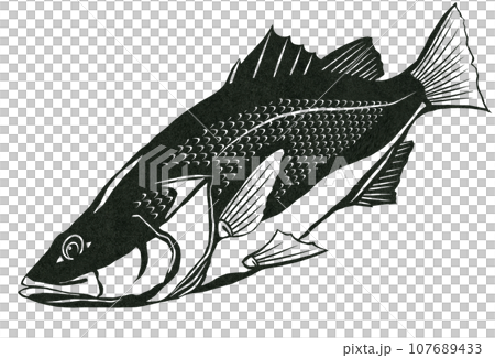 スズキ魚の白黒イラスト 107689433