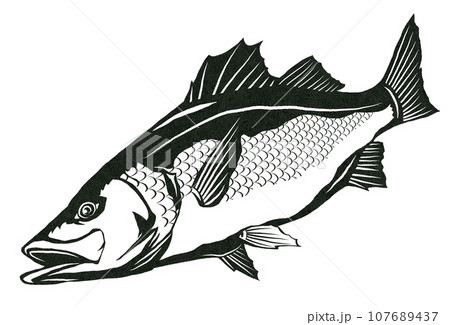 肉食魚スズキのイラスト 肉食魚スズキのイラスト 107689437