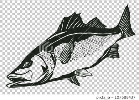 肉食魚スズキのイラスト 肉食魚スズキのイラスト 107689437