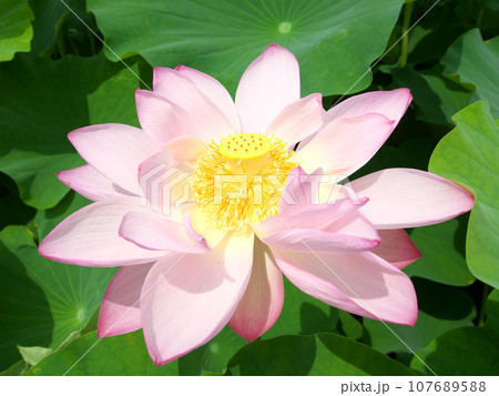 美しい蓮の花 美しい蓮の花 107689588