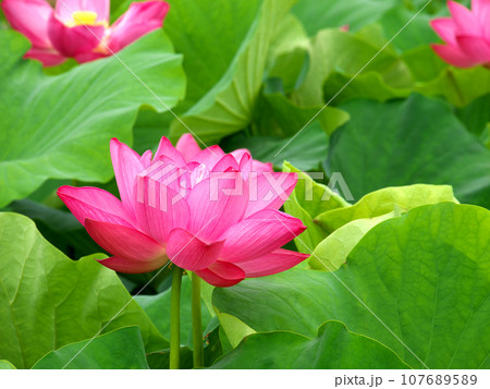 蓮の花のある風景 蓮の花のある風景 107689589