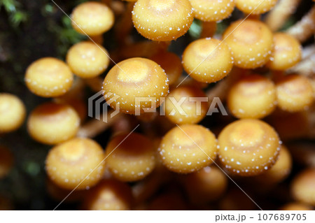 ママボウロのような群生するセンボンイチメガサ茸（マクロレンズ使用・ストロボ＋自然光・接写写真） 107689705