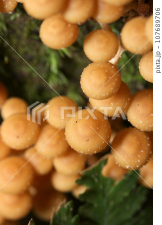 ナメコのような群生するセンボンイチメガサ茸と青ゴケ（マクロレンズ使用・ストロボ＋自然光・接写写真） 107689706