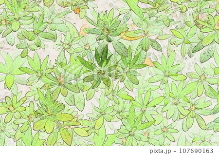 ツツジの葉イラスト ツツジの葉イラスト 107690163
