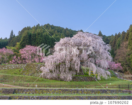 奈良_朝日に輝く又兵衛桜の絶景風景 奈良_朝日に輝く又兵衛桜の絶景風景 107690202
