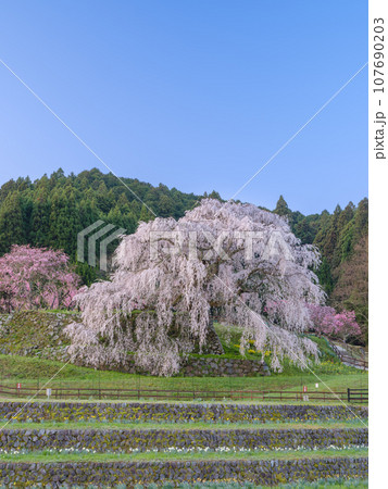 奈良_朝日に輝く又兵衛桜の絶景風景 奈良_朝日に輝く又兵衛桜の絶景風景 107690203