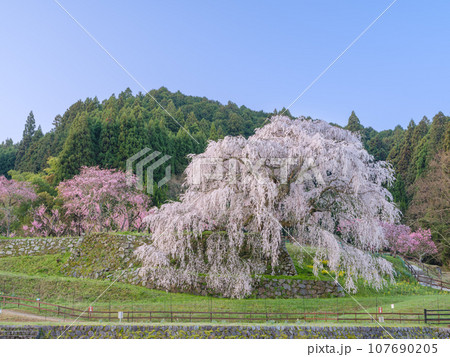 奈良_朝日に輝く又兵衛桜の絶景風景 奈良_朝日に輝く又兵衛桜の絶景風景 107690205