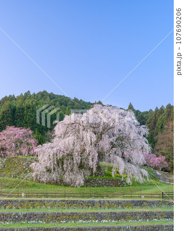 奈良_朝日に輝く又兵衛桜の絶景風景 107690206