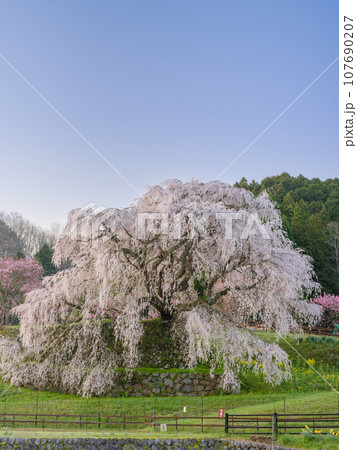 奈良_朝日に輝く又兵衛桜の絶景風景 107690207