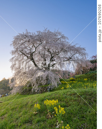 奈良_朝日に輝く又兵衛桜の絶景風景 奈良_朝日に輝く又兵衛桜の絶景風景 107690208
