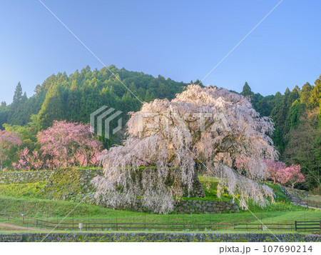奈良_朝日に輝く又兵衛桜の絶景風景 107690214