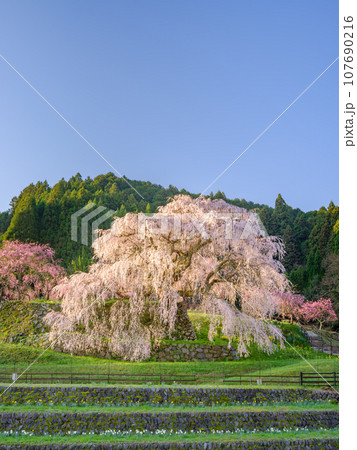 奈良_朝日に輝く又兵衛桜の絶景風景 奈良_朝日に輝く又兵衛桜の絶景風景 107690216
