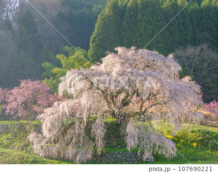 奈良_朝日に輝く又兵衛桜の絶景風景 奈良_朝日に輝く又兵衛桜の絶景風景 107690221