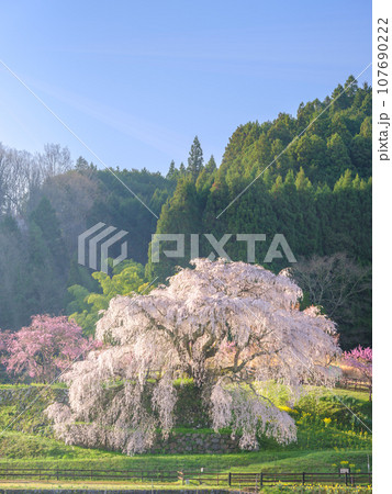 奈良_朝日に輝く又兵衛桜の絶景風景 奈良_朝日に輝く又兵衛桜の絶景風景 107690222
