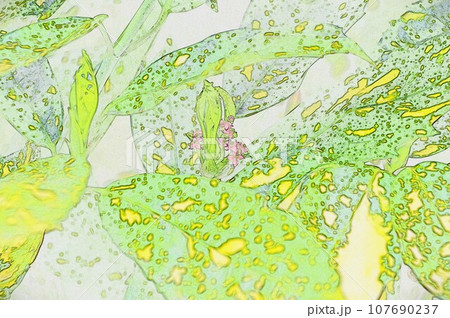アオキの花イラスト アオキの花イラスト 107690237