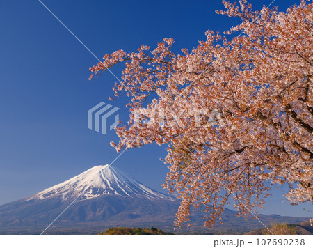 満開の桜と富士山_日本を象徴する絶景 満開の桜と富士山_日本を象徴する絶景 107690238